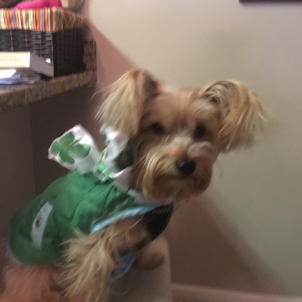 Meet your Posher, Bridget